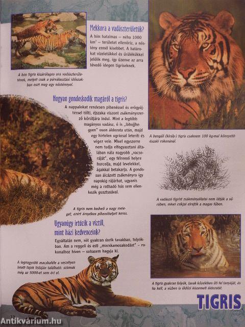 Az egyenlítőtől a sarkvidékig