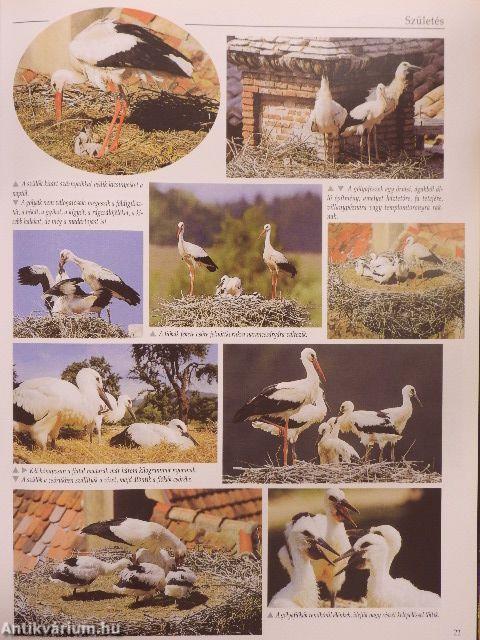 Állatkölykök 1000 képen