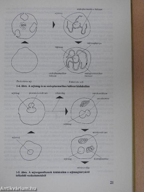 Evolúció II.