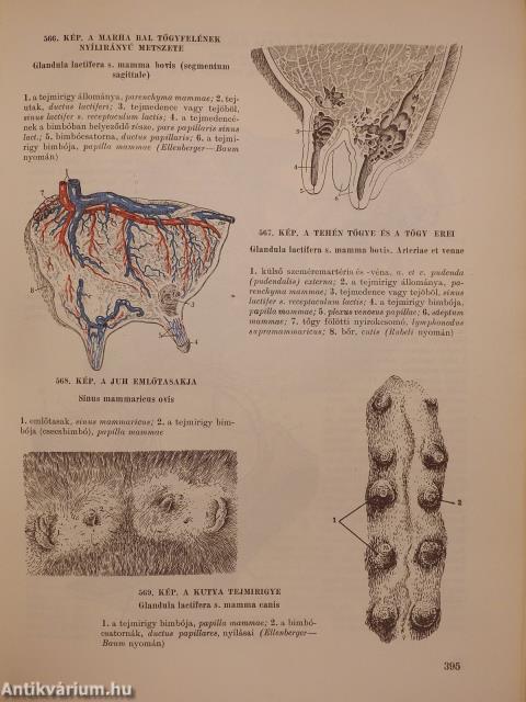 Háziállatok anatómiájának atlasza