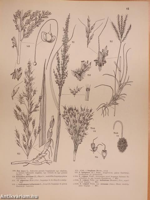 Iconographia Florae Partis Austro-Orientalis Europae Centralis