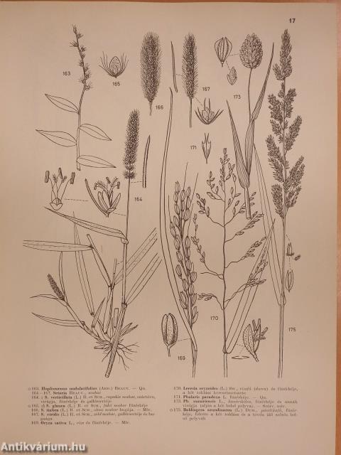 Iconographia Florae Partis Austro-Orientalis Europae Centralis