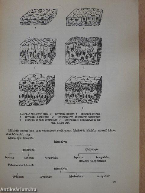 Az emberi test felépítése