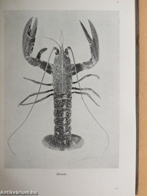 Barátunk és ellenségünk az állat