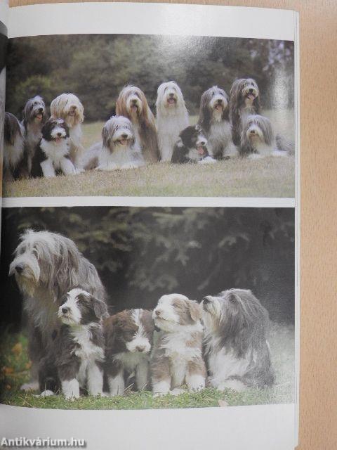 A bobtail és a bearded collie