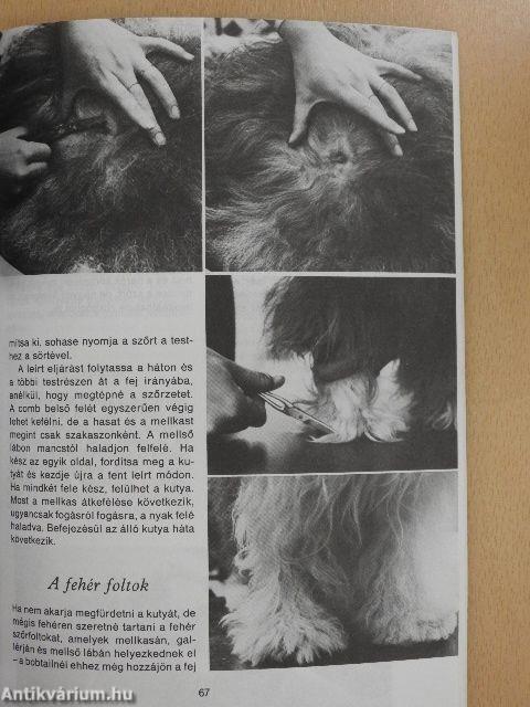 A bobtail és a bearded collie