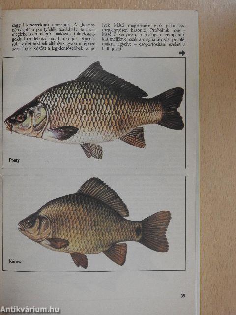 Horgászkalauz 1993.