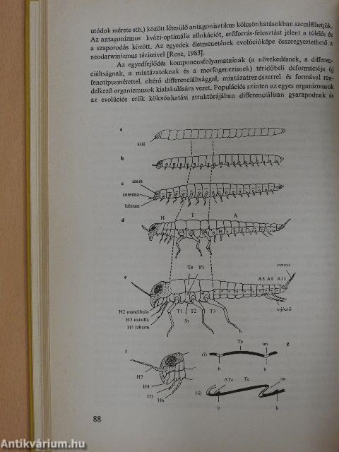 Evolúció V.