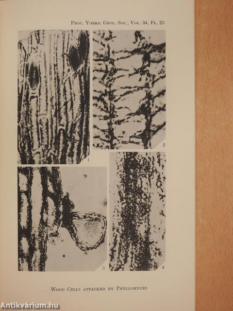 The Microbiology, Mineralogy and Genesis of a Tonstein (dedikált példány)