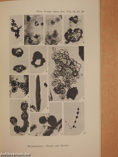 The Microbiology, Mineralogy and Genesis of a Tonstein (dedikált példány)