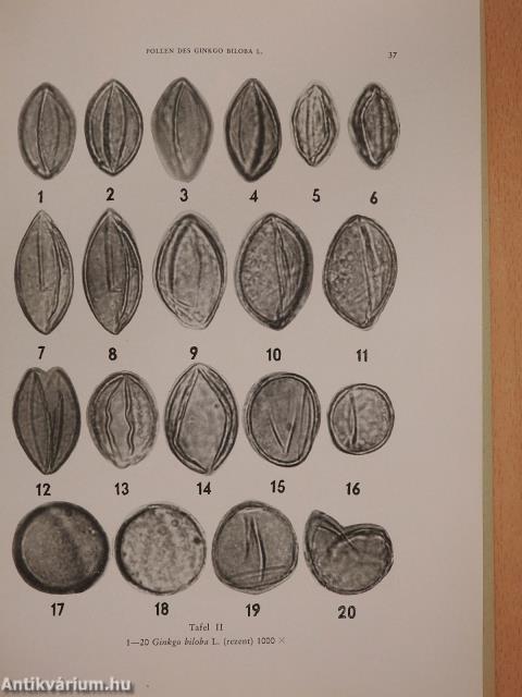 Beobachtungen an den pollen des rezenten ginkgo biloba l. mit besonderer hinsicht auf die fragen der determination der fossilen pollen der ginkgoinae (dedikált példány)