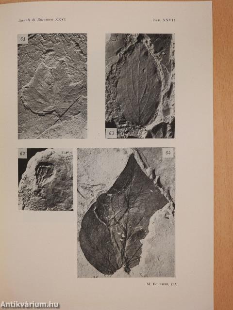 La foresta colchica fossile di Riano Romano I. Studio dei fossili vegetali macroscopici (dedikált példány)