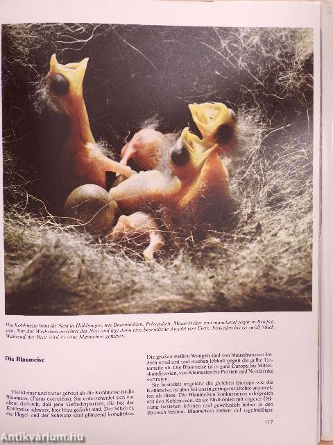 Das Reich Der Sänger