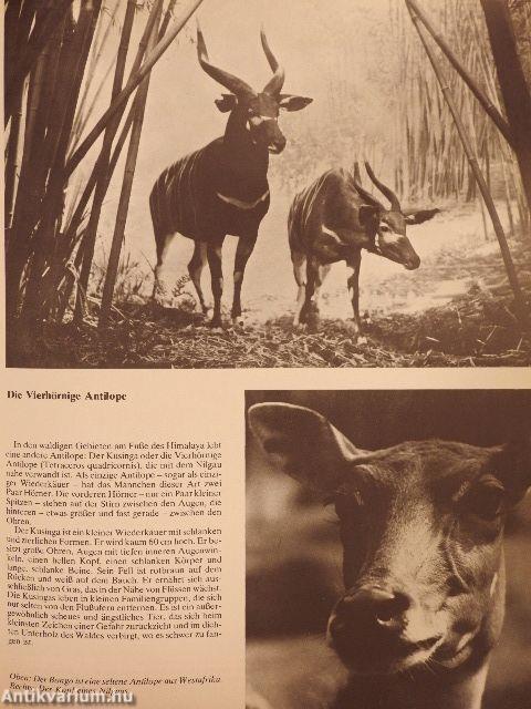 Vom Mammut Zum Gorilla