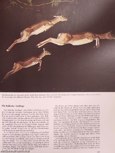 Vom Mammut Zum Gorilla