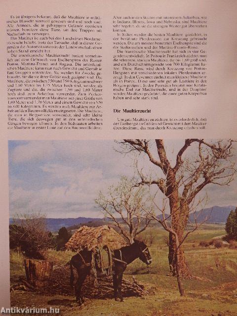 Riesen Aus Dem Urwald