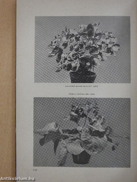 Szobanövények tápoldatos nevelése