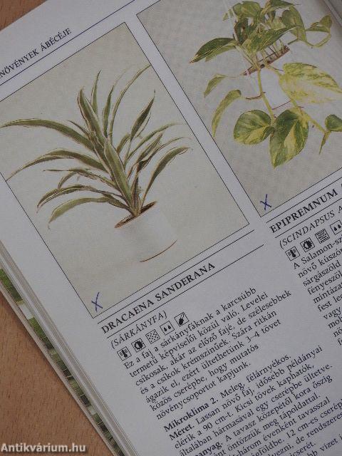 Növények a lakásban