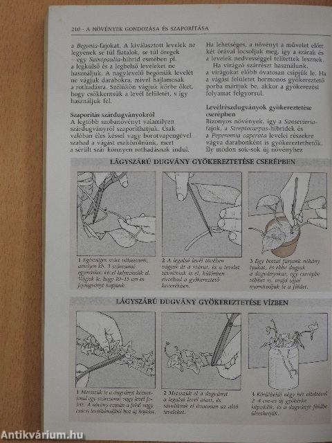 Növények a lakásban