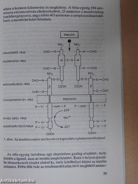 Metabolikus X szindróma