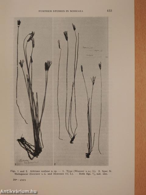 Further studies in Schizaea (dedikált példány)