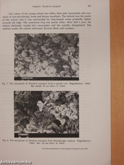 The Isolation and Characteristics of Roesleria hypogaea Thüm. et Pass (dedikált példány)