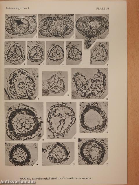 Microbiological colonization and attack on some Carboniferous miospores (dedikált példány)