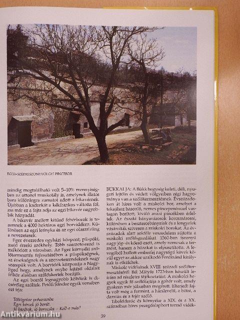 Borok könyve