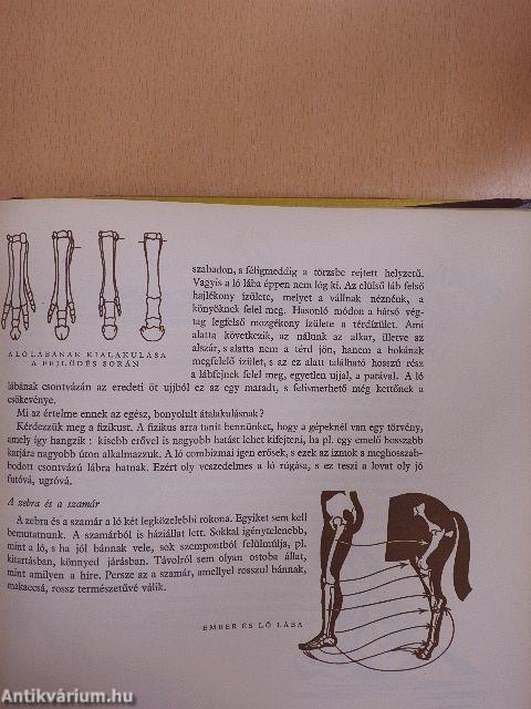 Ismeretlen világ: Az állatok