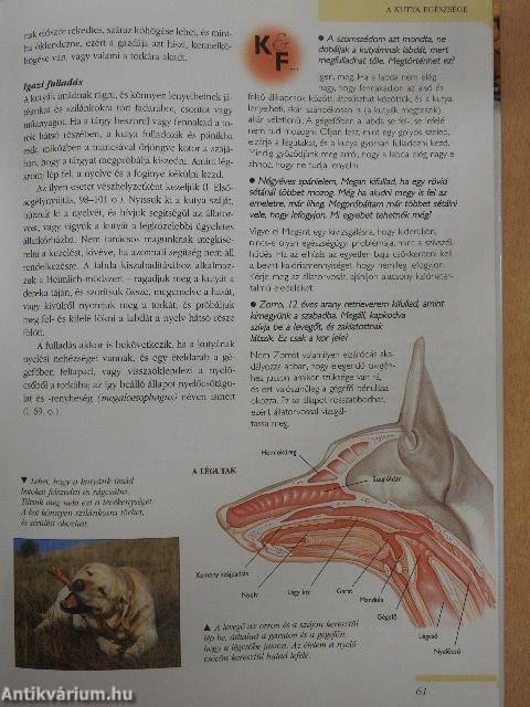 Kutyatulajdonosok kézikönyve
