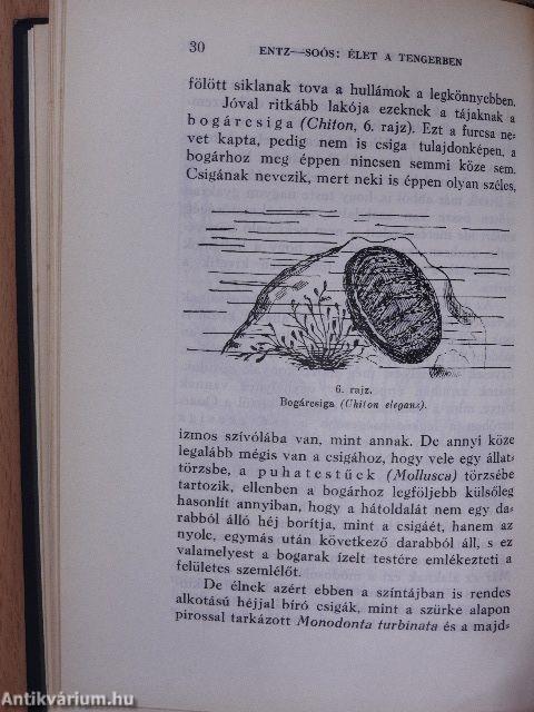 Élet a tengerben