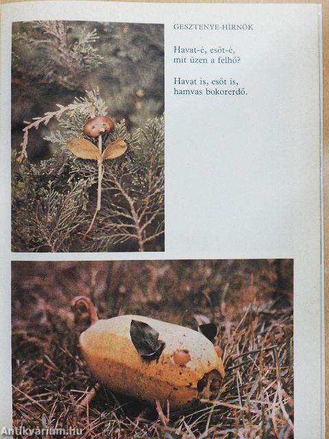 Máktündérek, csutkanépek