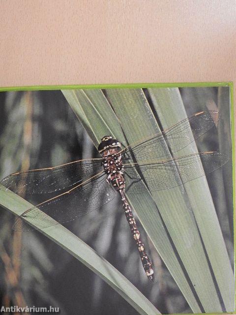 Australian Insects in Colour