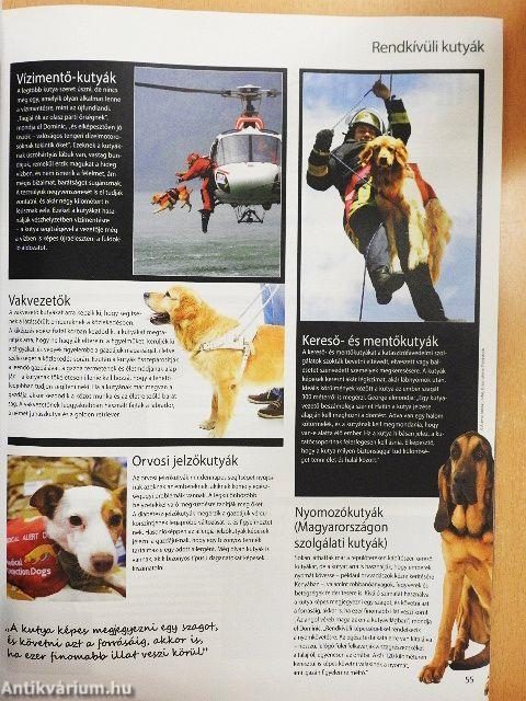 Kutyák és rokonaik