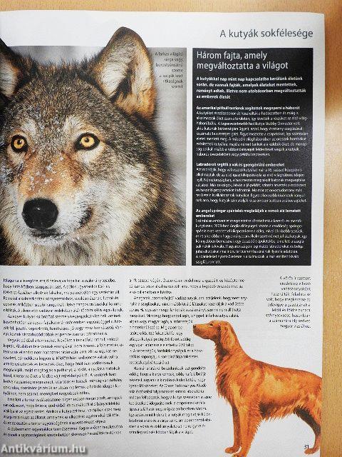 Kutyák és rokonaik