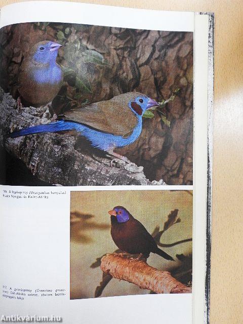 Urania Állatvilág - Madarak