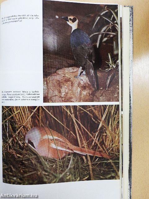 Urania Állatvilág - Madarak