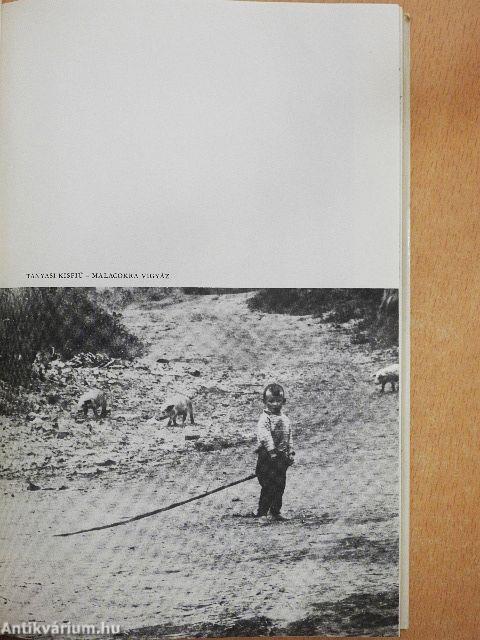 Erdőháton, Nyíren