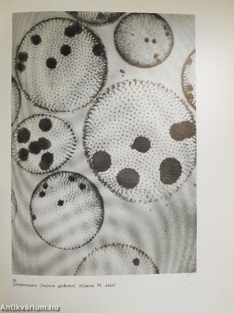 Az élet meghosszabbítható