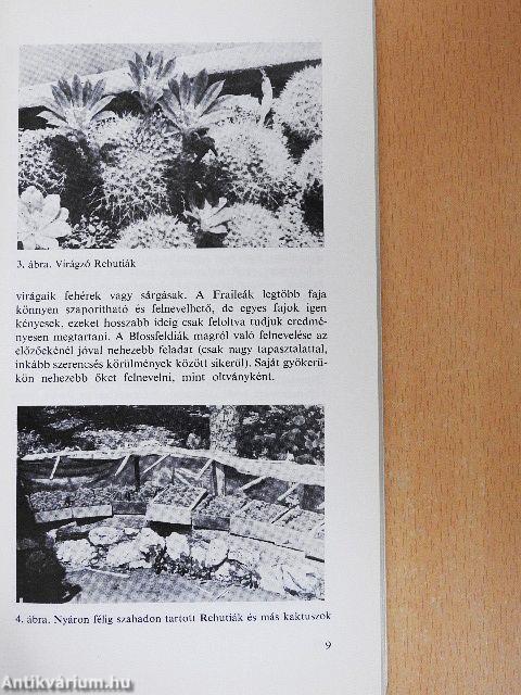 Törpe kaktuszok