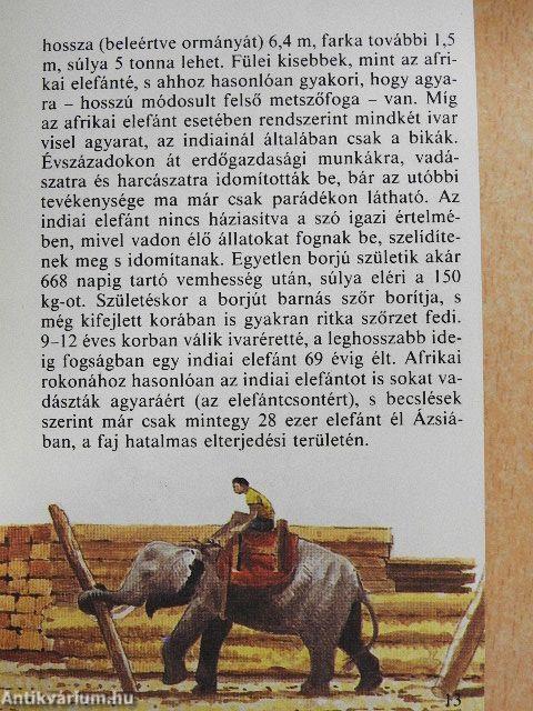 Állatkerti emlősök 2.