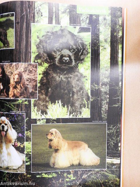 Barangolás a kutyák világában