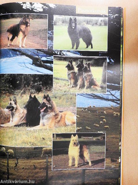 Barangolás a kutyák világában