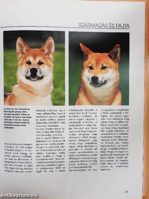 Értsük meg a kutyánkat!