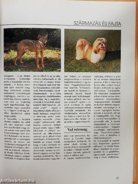 Értsük meg a kutyánkat!