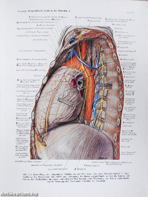 Topographische Anatomie des Menschen I-II/1-2.