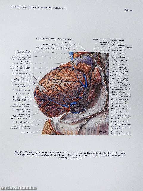 Topographische Anatomie des Menschen I-II/1-2.