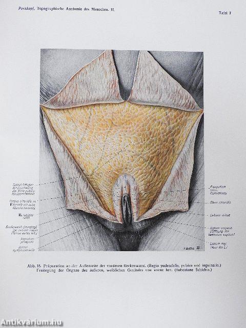 Topographische Anatomie des Menschen I-II/1-2.
