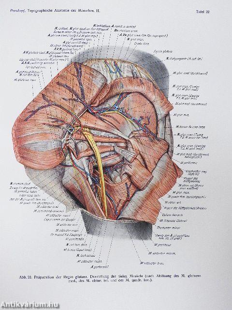 Topographische Anatomie des Menschen I-II/1-2.