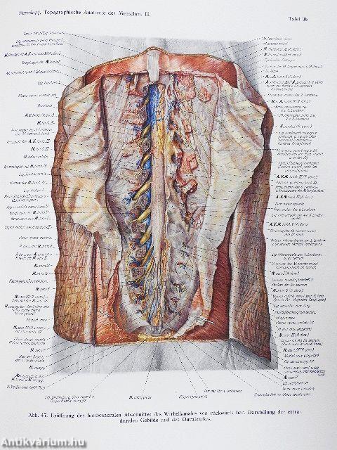 Topographische Anatomie des Menschen I-II/1-2.